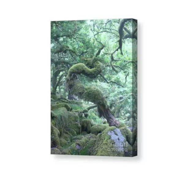 Dartmoor Prints of Wistmans Wood, Woodland Photographic print of an Old and Twis 3