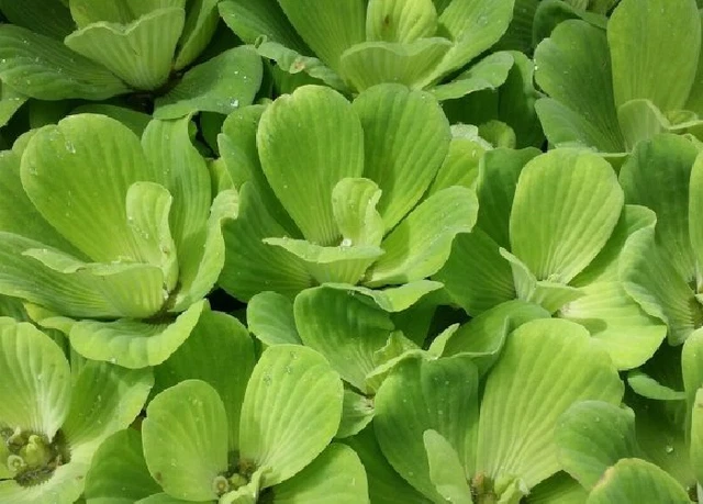 lot de 6 pistia plante flottante bassin/aquarium