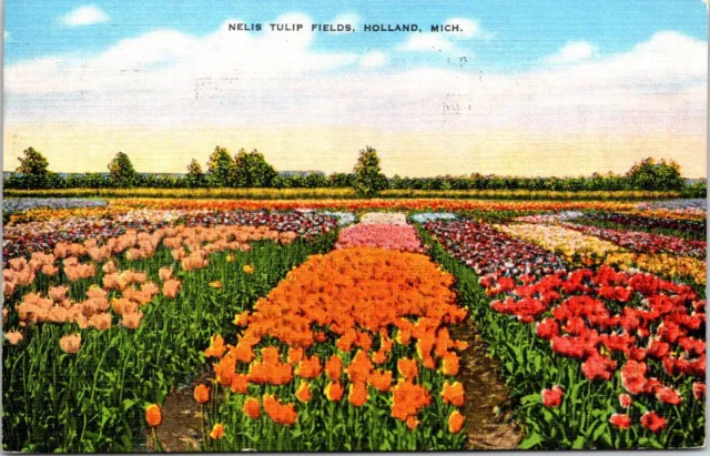 Postcard Nellis Tulip Fileds Holland Michigan B227