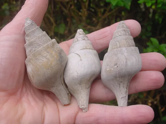 3 Medium Size Eocene Clavilithes macrospira Fasciolariidae Gastropods Barton Bds