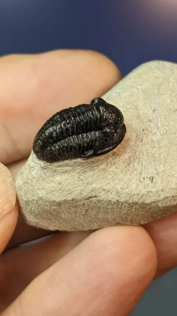 Trilobit Fossil Gerastos Tuberculatus auf vorbereiteter Matrix 43 mm x 28 mm schön