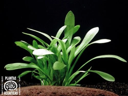 2 Bund Sagittaria subulata, Pfeilkraut, Aquarienpflanze