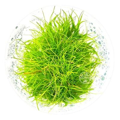 ( Eleocharis Acicularis ) DWARF HAIR GRASS Aquarium Live Plants Tissue Culture