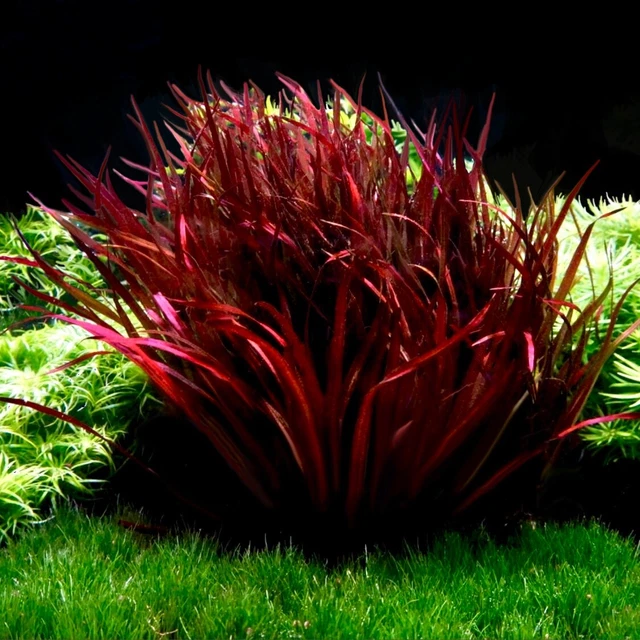 Blyxa Red RARE Aquatic Plant BUY2GET1 FREE Blyxa novoguineens Fish Tank Aquarium