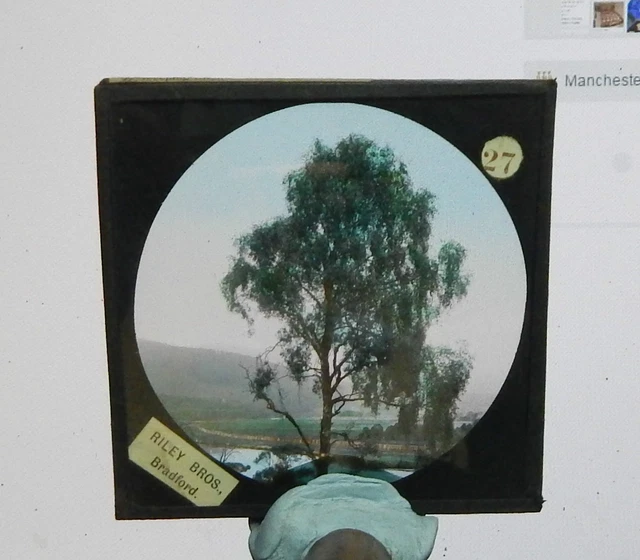 Glass Magic lantern slide Willow tree tinted Riley Bros Bradford  /big auction
