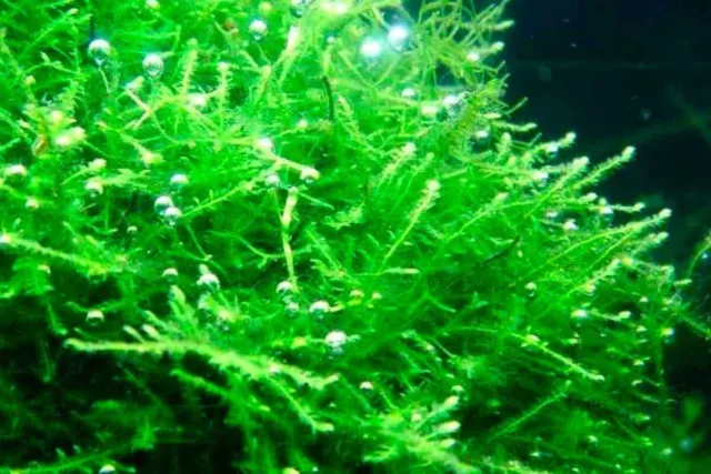 Java Moss Live Floating Aquarium Pond Plant Indoor Grown Buy 2 Get 1 Free