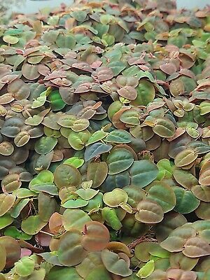 5 oz. cups, Red Root Floaters Live Aquarium Floating Plant