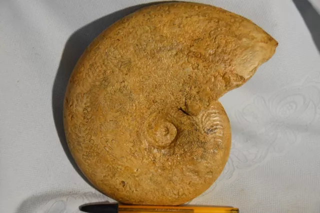 très grande ammonite Harpoceras Lassum du toarcien de Thouars  225 mm