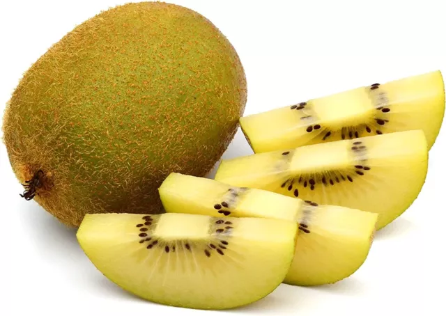 KIWI GIALLO AUTOFERTILE - Pianta di Actinidia Deliciosa Polpa Gialla H 80 cm