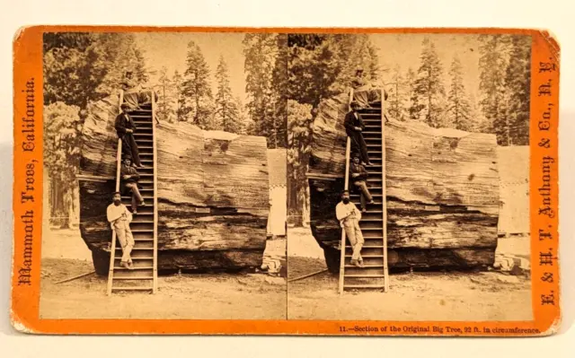 Mammoth Trees California Stereoview Photo Original Big Tree Anthony #11