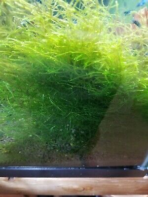 **PREMIUM** Java moss NO PESTS! aquarium live aquatic plant BUY 2 GET 1 FREE!
