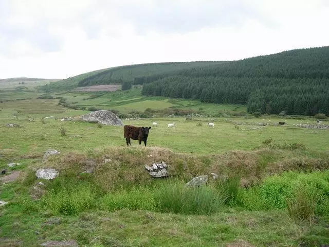 Photo 6x4 Mixed grazing Sharptor Rough grazing below King Arthur&#039;s B c2006