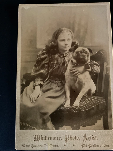 Pug Cabnet Card