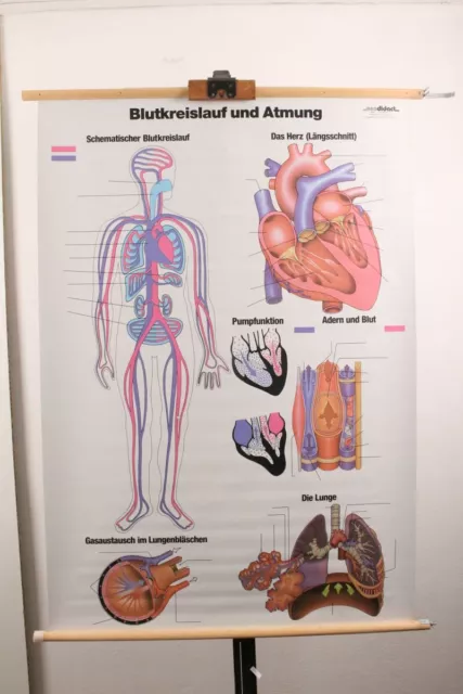 Schulwandkarte Blutkreislauf und Atmung neodidact GmbH Verlag für Lehrmittel