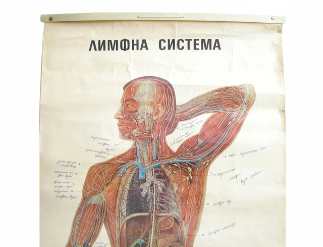 VINTAGE FULL BODY Lymphatic System Educational Pull Down Wall Chart ...