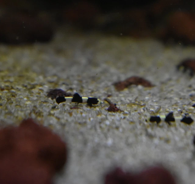 Live Panda Loach (Pack of 3 Rare Nano Freshwater Aquarium Fish) *PLS READ DESCR* 6