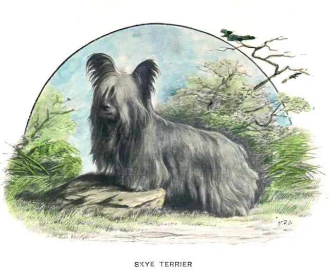 Skye Terrier Charming Dog Greetings Note Card Beautiful Standing Dog