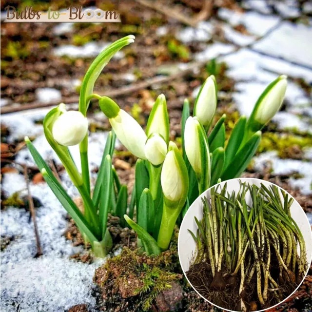 Snowdrop Bulbs native Galanthus Nivalis ( IN THE GREEN )spring flowering plant