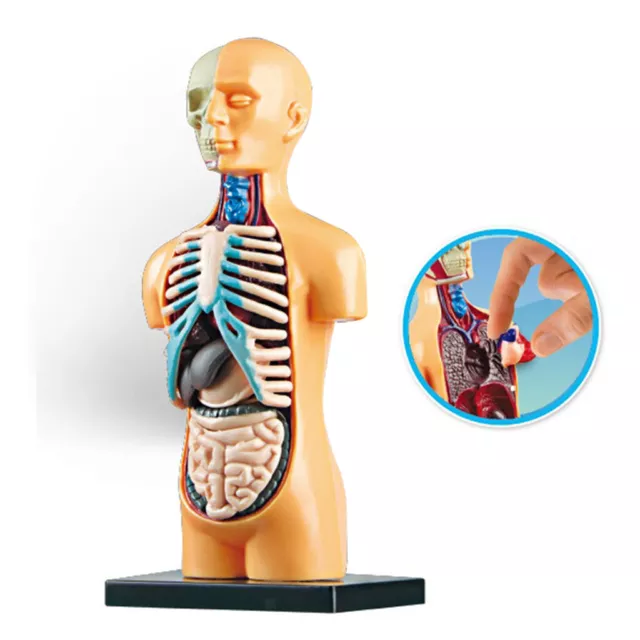 Science Human Body Model Classroom with Removable Organs Learning DIY Toys New