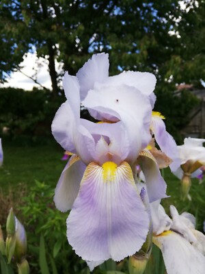 IRIS 10 Iris Germanica barbata rizoma viola puntina bulbi OFFERTA gaggiolo 