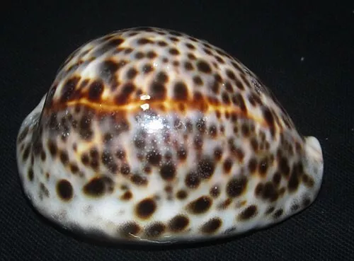 87 mm LINE PATTERN Cypraea Tigris Cowrie Seashell Phuket Thailand #A4 GREAT