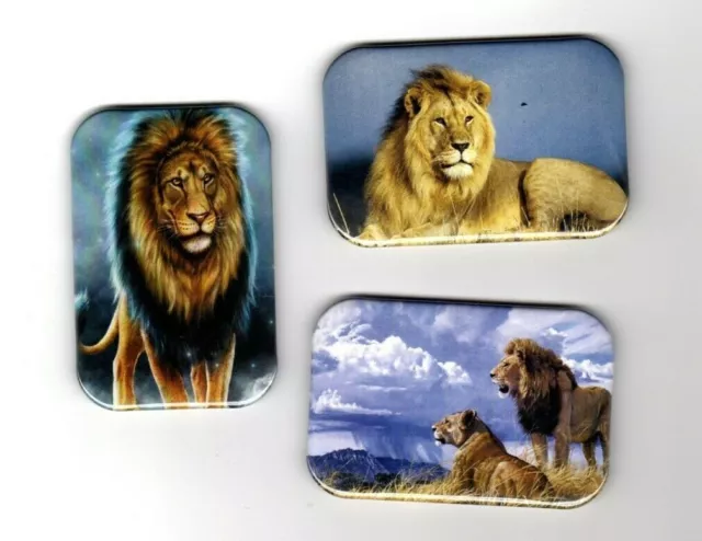 Lions   3 Refrigerator Magnet  2" X 3"  With Rounded Corner