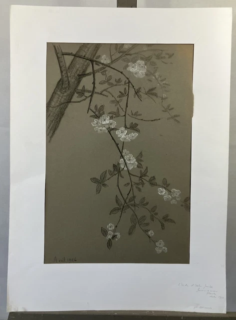 Dessin Art Déco 1926 - Étude D'arbre Fruitier Et Fleurs Au Fusain Et Craie Blanche