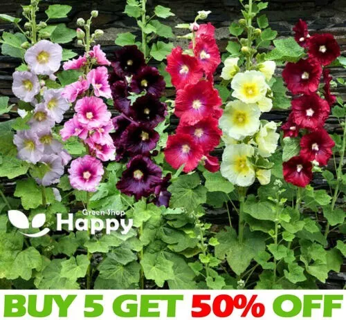 HOLLYHOCK SINGLE MIX - 110 SEEDS -  Alcea ficifolia - PERENNIAL TALL  FLOWER