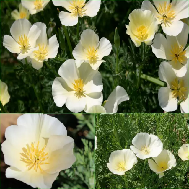 CALIFORNIAN POPPY ALBA-CREAM WHITE 145+Seeds (ESCHSCHOLZIA) Beautiful GARDEN