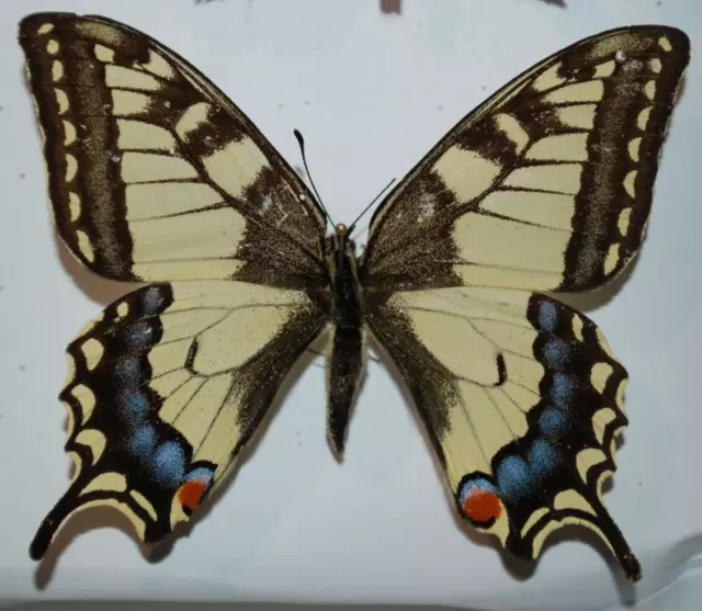 Papilio machaon,Europa,rare