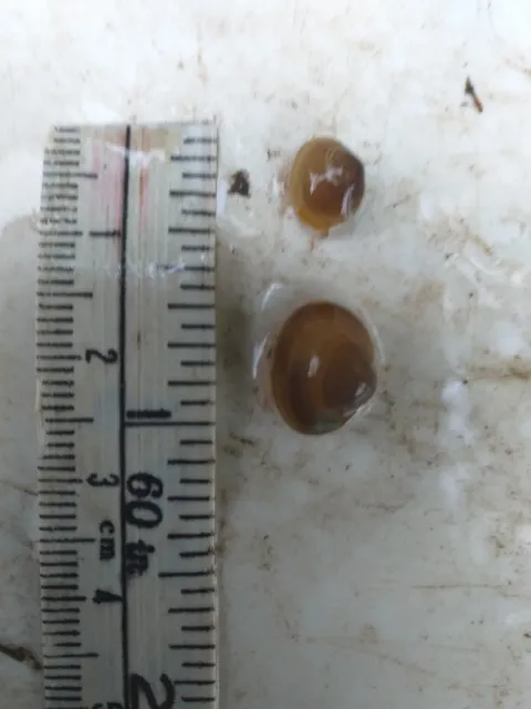 10 Pea Mussels / Clams - Wildlife Pond - Nano Aquarium - Nature - Shrimp -Triops 2