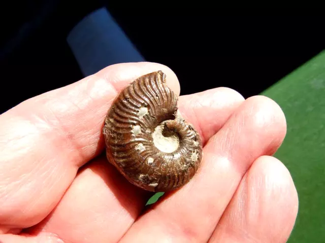 Fosiles Ammonite  " Bonito Pseudogrammoceras Pirit. De Aveyron(Francia) - 5D " 2