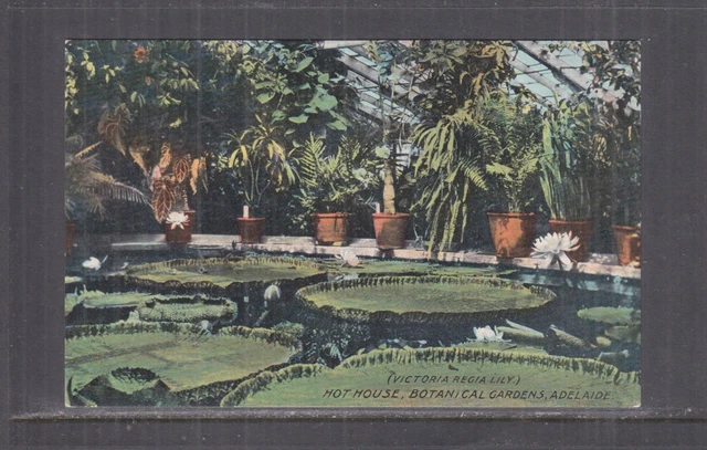 SOUTH AUSTRALIA, ADELAIDE, BOTANIC GARDENS, HOT HOUSE, LILIES, c1910 ppc.