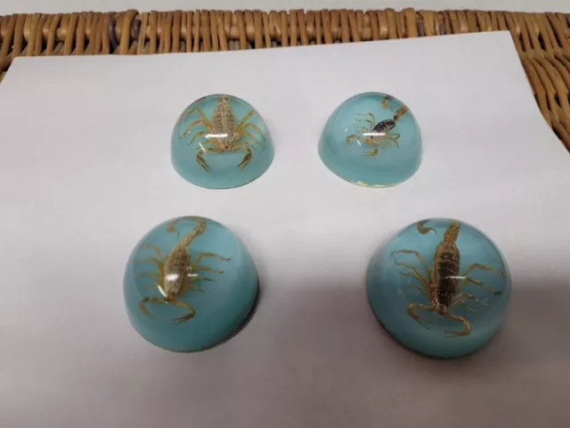 4 turquoise insect cabochon Golden scorpion 2" round  / r3 d12
