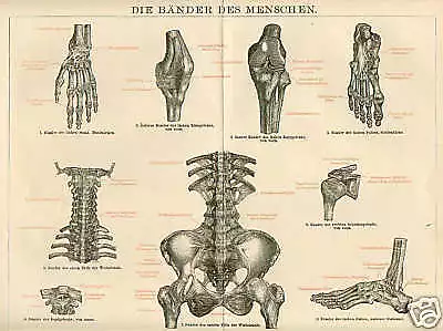 BÄNDER Ligamente Kreuzband Fuss Wirbelsäule Knie HOLZSTICH von 1894