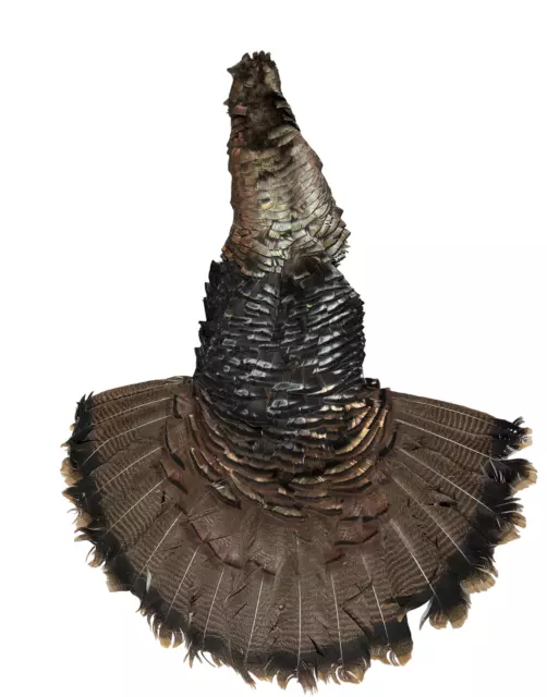 EASTERN WILD TURKEY Full Cape and Tail, For Display, Fly Tying or Decoy - XXL