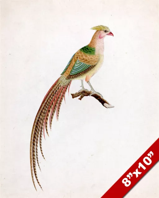 The Golden Pheasant Bird Watercolor Painting Art Real Canvas Giclee Print