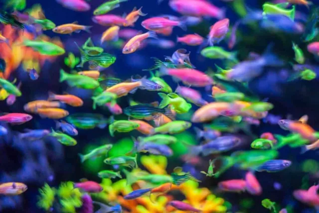 Group of 6 Live Premium Glo-Fish Danios GloFish Freshwater Tropical Fish