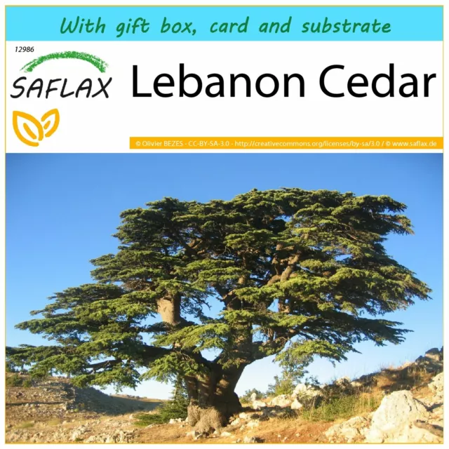 SAFLAX Gift Set - Lebanon Cedar - 20 seeds - Cedrus