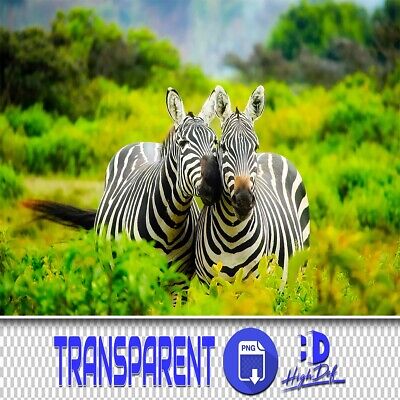 50 Superposiciones Transparentes Png Photoshop Cebra, Animales Aislados Archivos Png