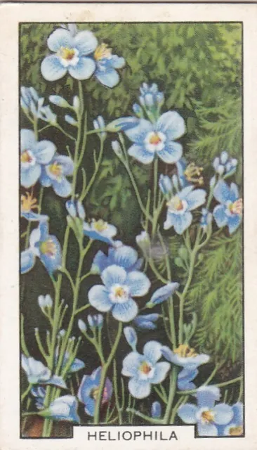 Gallaher Cigarette Card - Garden Flowers 1938 - Heliophilia