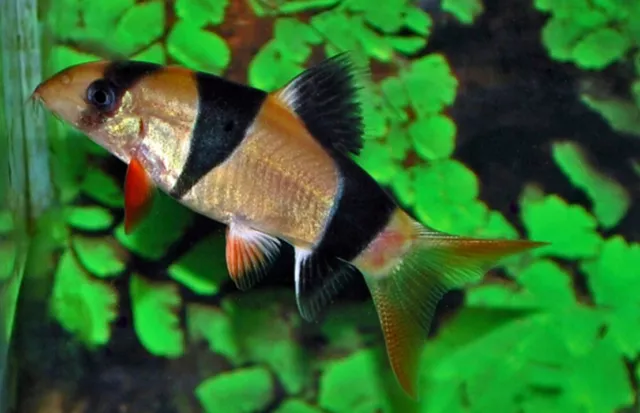 3 pack Clown Loach 1.75 inch Natural Algae Eaters Live Aquarium Fish Lively