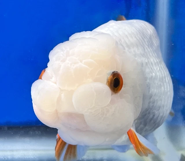 Live Fancy Goldfish Red and White Ranchu 4.5-5 inches (RA-0003_02)