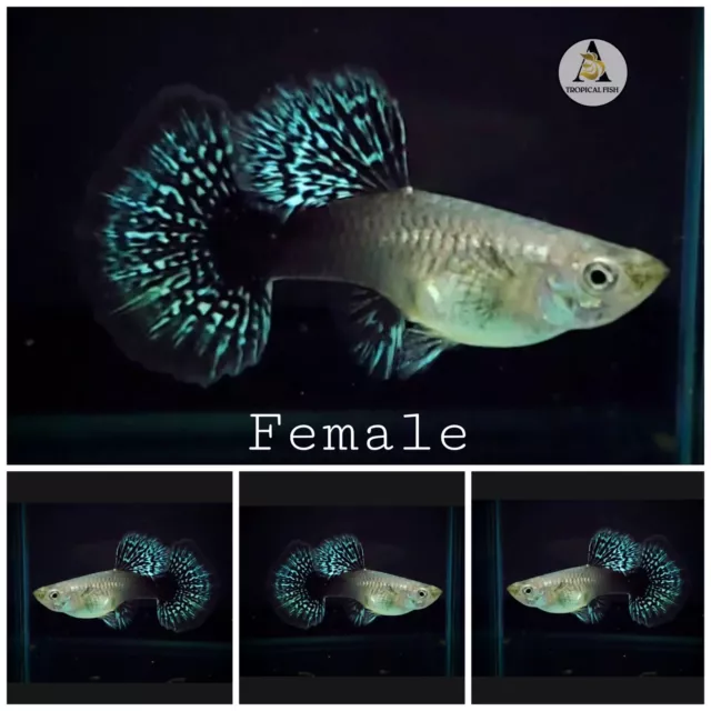 2 Female- Blue/Green Dragon Indo , BDS-Live Guppy Fish High Quality- USA SELLER