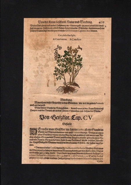 1580 - lark spurs Corydalis clover herbs Herbal herbs herbal book Mattioli