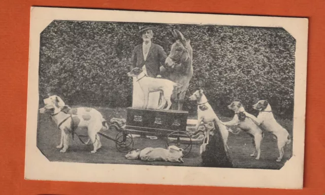 Early Postcard, Johnny Watson & his Fox Terriers