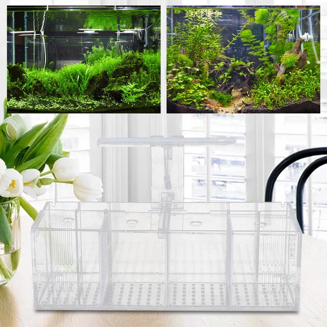 AQUAPONIC FISH TANK 4-Grid Desktop Fish Tank Rectangle Acrylic Betta ...