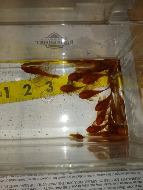 Super Red Bristle nose Pleco Plecostomus 1  1/2 inch+ (4 Pack)