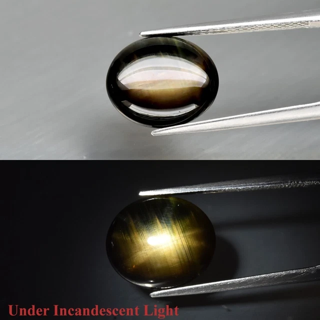Rare! 6.57ct 12.3x10.6mm Oval Cab Black 12 Ray Star Sapphire Unheated Thailand