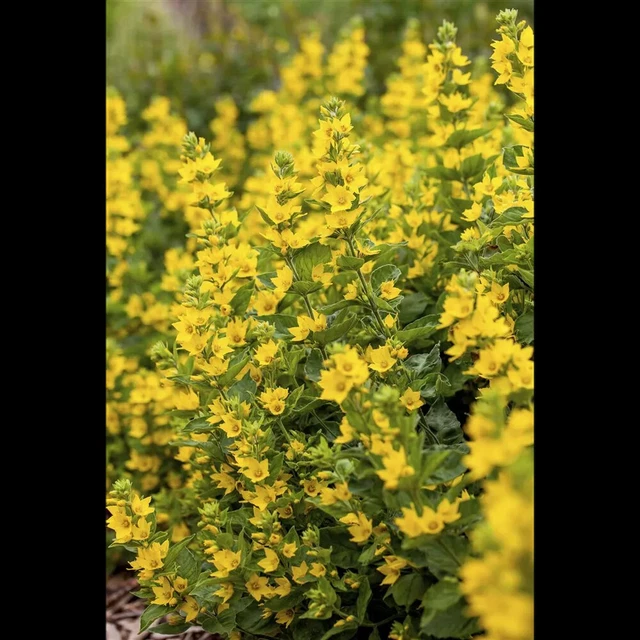 LYSIMACHIA PUNCTATA - Gepunkteter Gilbweiderich - 9cm Topf EUR 2,25 ...